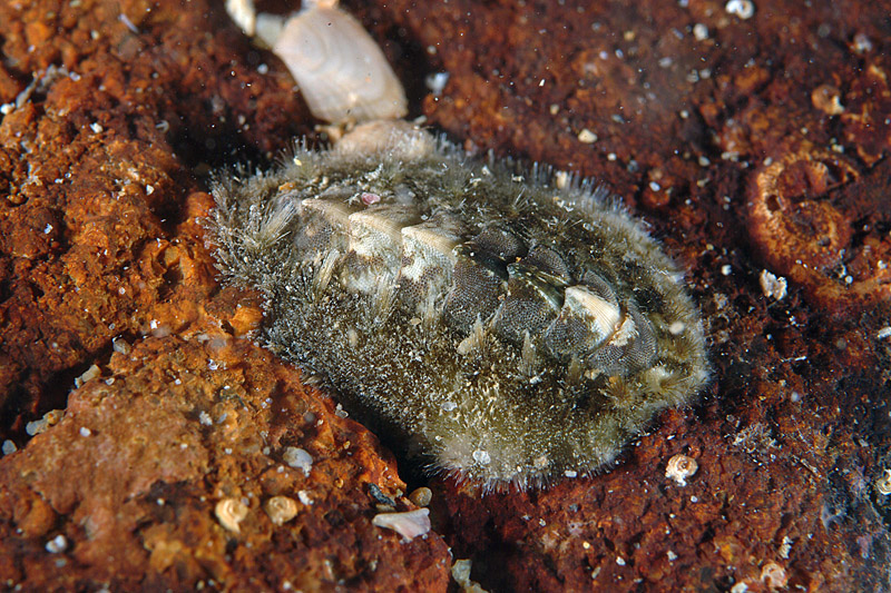 Acanthochitona fascicularis